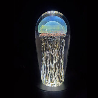 Moon Jellyfish: 582-16