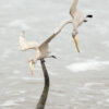 "Triple Diving Pelicans" (17") - Thumbnail Image 6