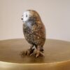 Spotted Owl by Brian Arthur