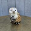 "Little Owl" "4 H (See video) - Thumbnail Image 4