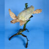"Sea Turtle, Large on Seaweed Base" (30"H) - Thumbnail Image 1