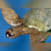 "Sea Turtle, Large on Seaweed Base" (30"H) - Thumbnail Image 2