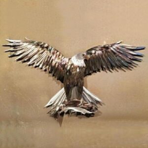 "American Justice" Free USA Shipping!