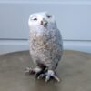 "Forest Owlet" 1/95! (5" H) Free USA Shipping. - Thumbnail Image 5