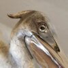 "Medium Open Wing Pelican" (16" H) See Video - Thumbnail Image 2
